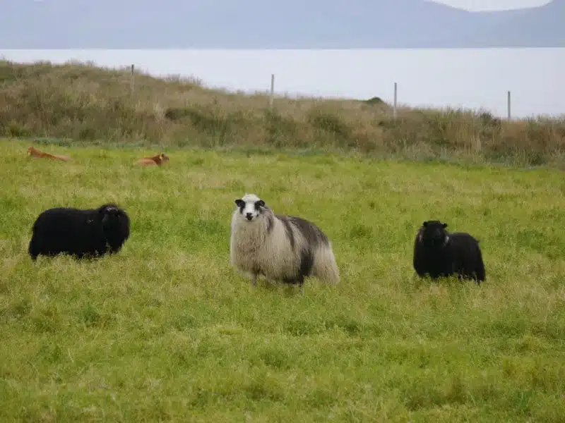 Moutons d'Islande