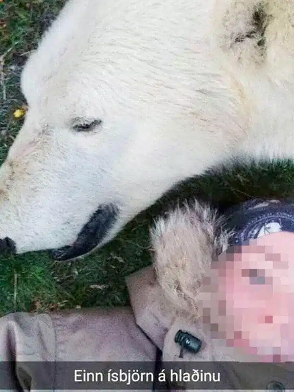 Un autre selfie de l'ours polaire