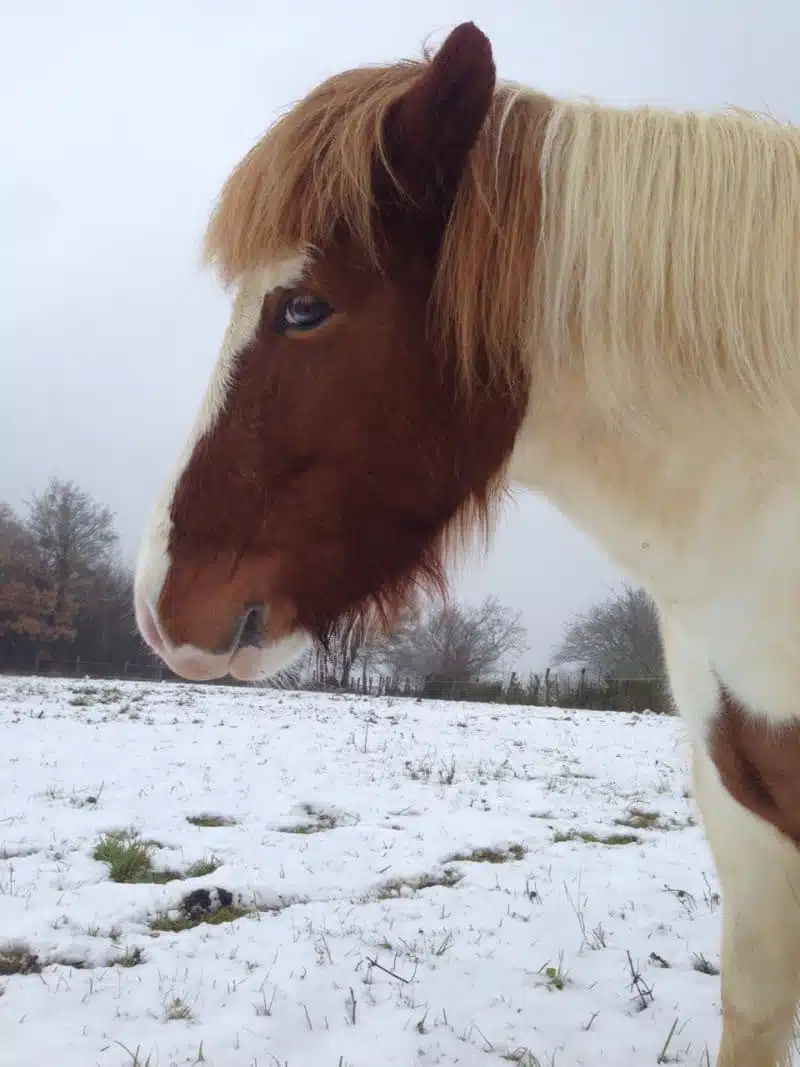 cheval d'Islande dans la neige