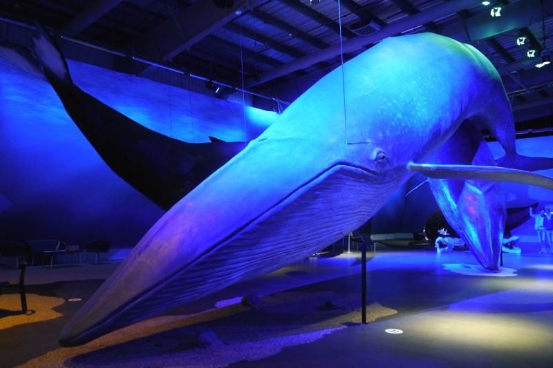 Baleine bleu au musée des baleines