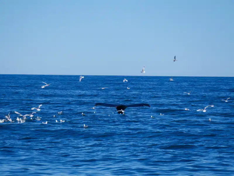 Baleine vers Husavik