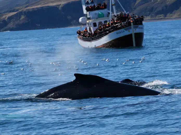 Excursion Baleine Husavik