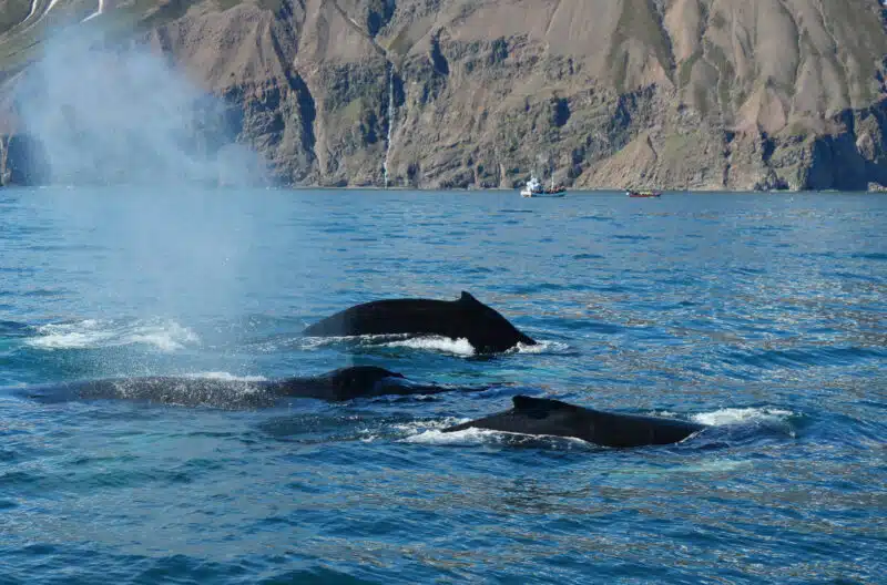 Observation des baleines