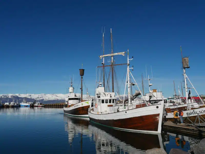 Tour en bateau Baleine